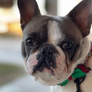 Meet your Posher, Donna